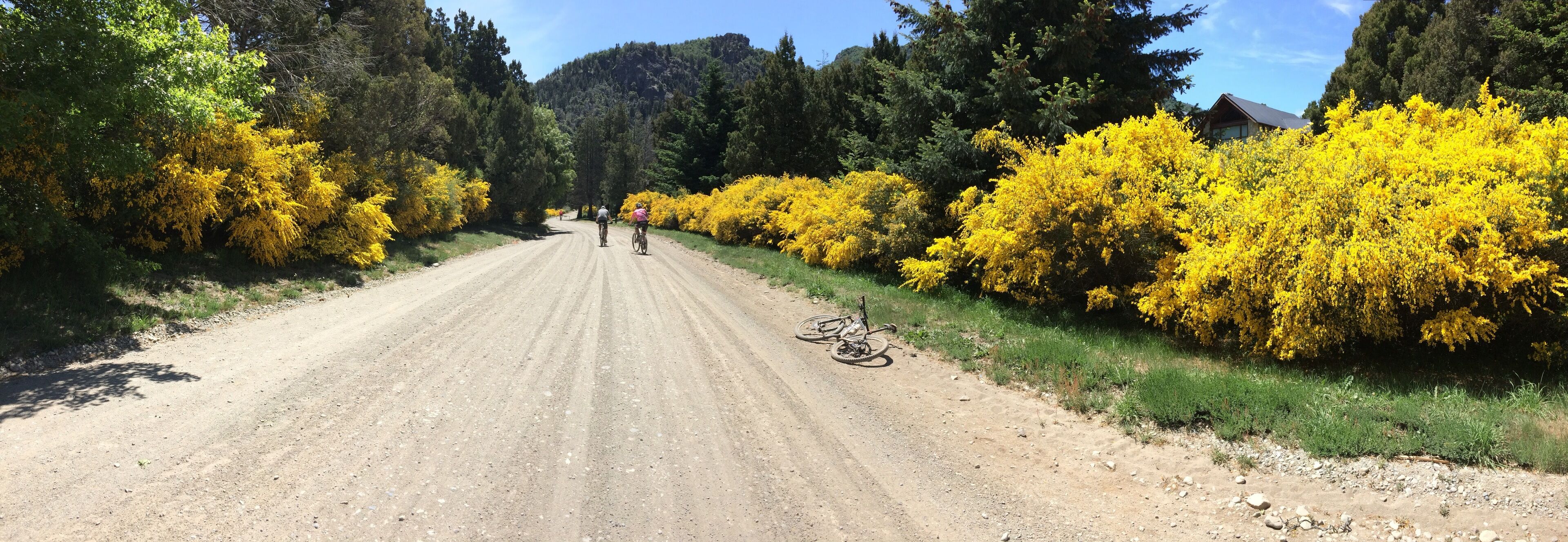 A dirt road flanked by yellow flowering bushes and dense forest.