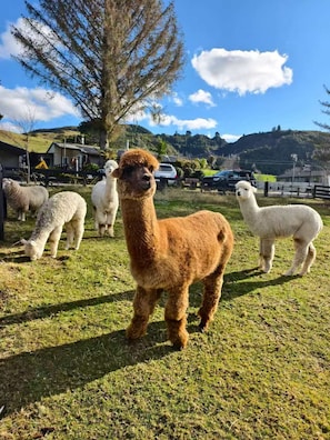 Osservazione di fauna selvatica