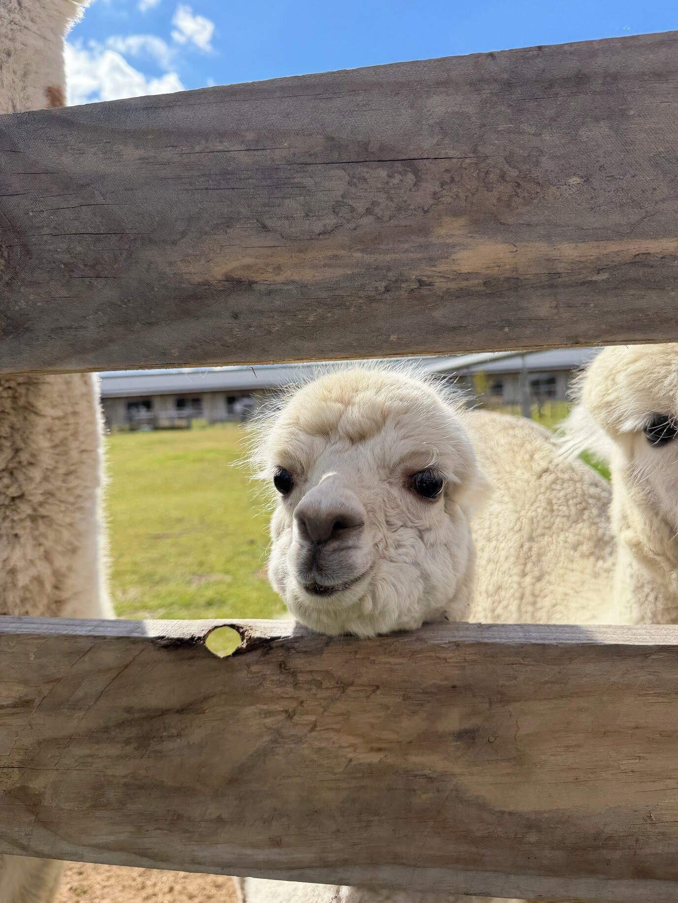 Una cerca de madera con una llama asomándose.