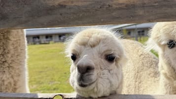 Una cerca de madera con una llama asomándose.