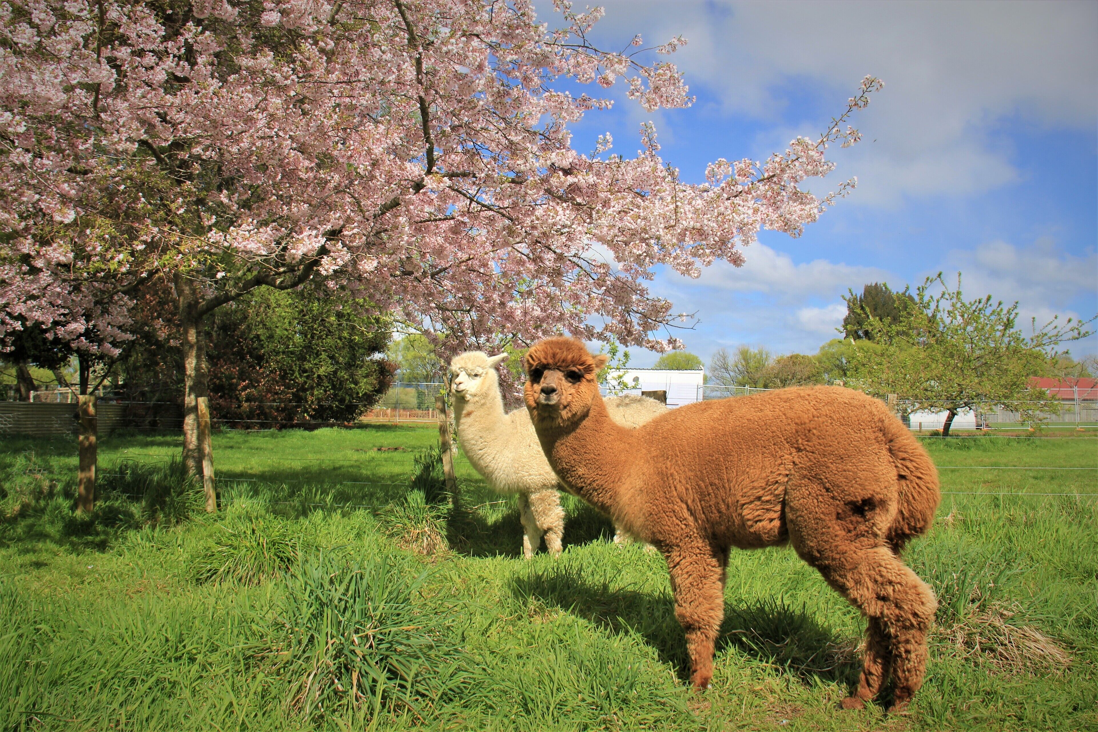 Un campo cubierto de césped con dos llamas y un árbol de flores rosadas.