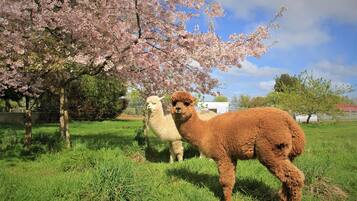 Un campo cubierto de césped con dos llamas y un árbol de flores rosadas.