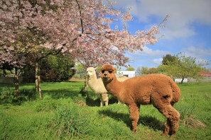 A grassy field with two llamas and a tree with pink blossoms. - Hideaway of Rotorua (Rotorua)