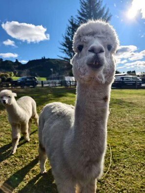 مشاهدة الحيوانات البريّة