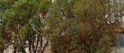 Un edificio de varios pisos con fachada curva, ventanas amplias y un árbol en primer plano.