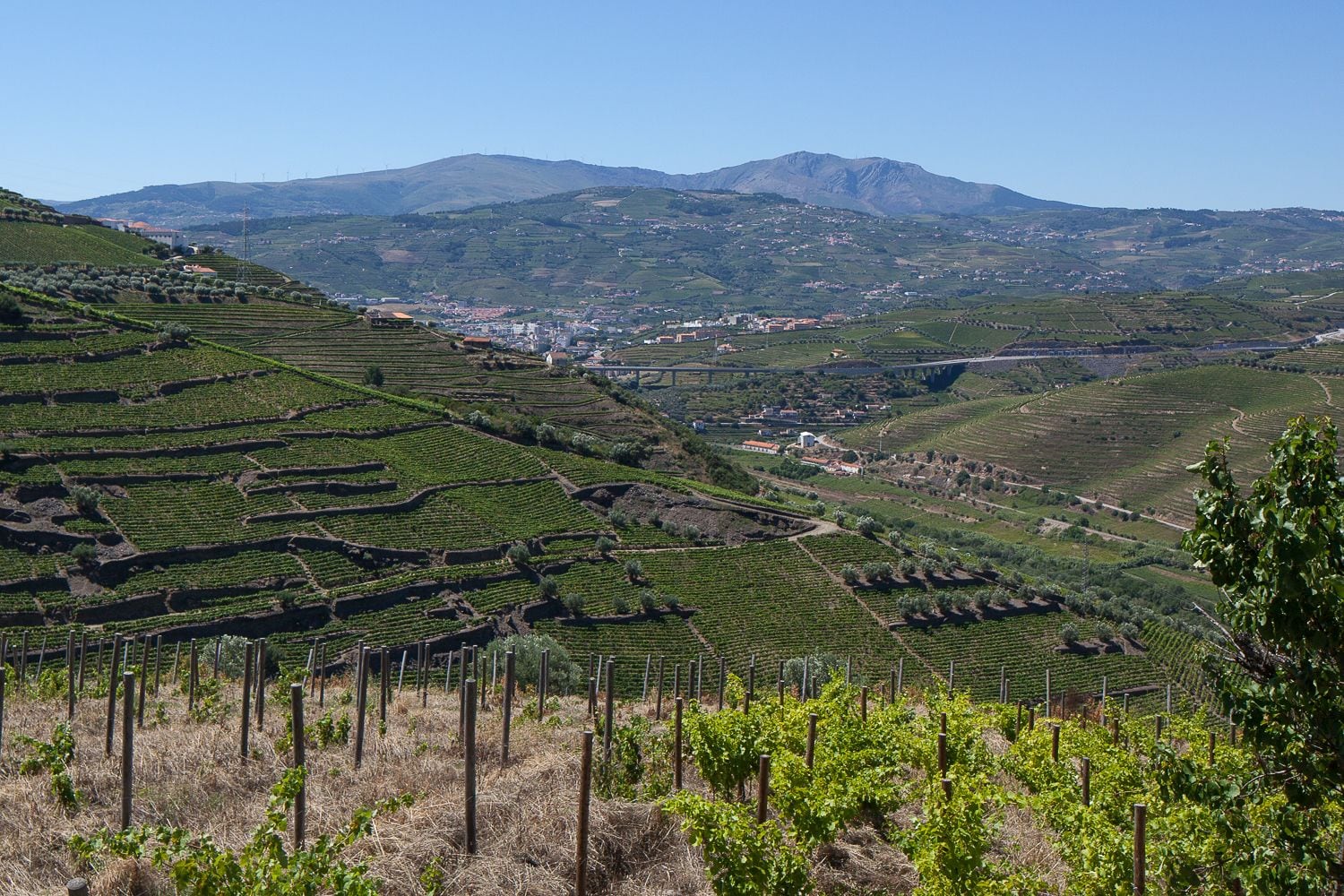 Terrassenförmig angelegte Weinberge mit einer Stadt im Tal darunter.