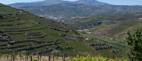 Terraced vineyards with a town in the valley below.