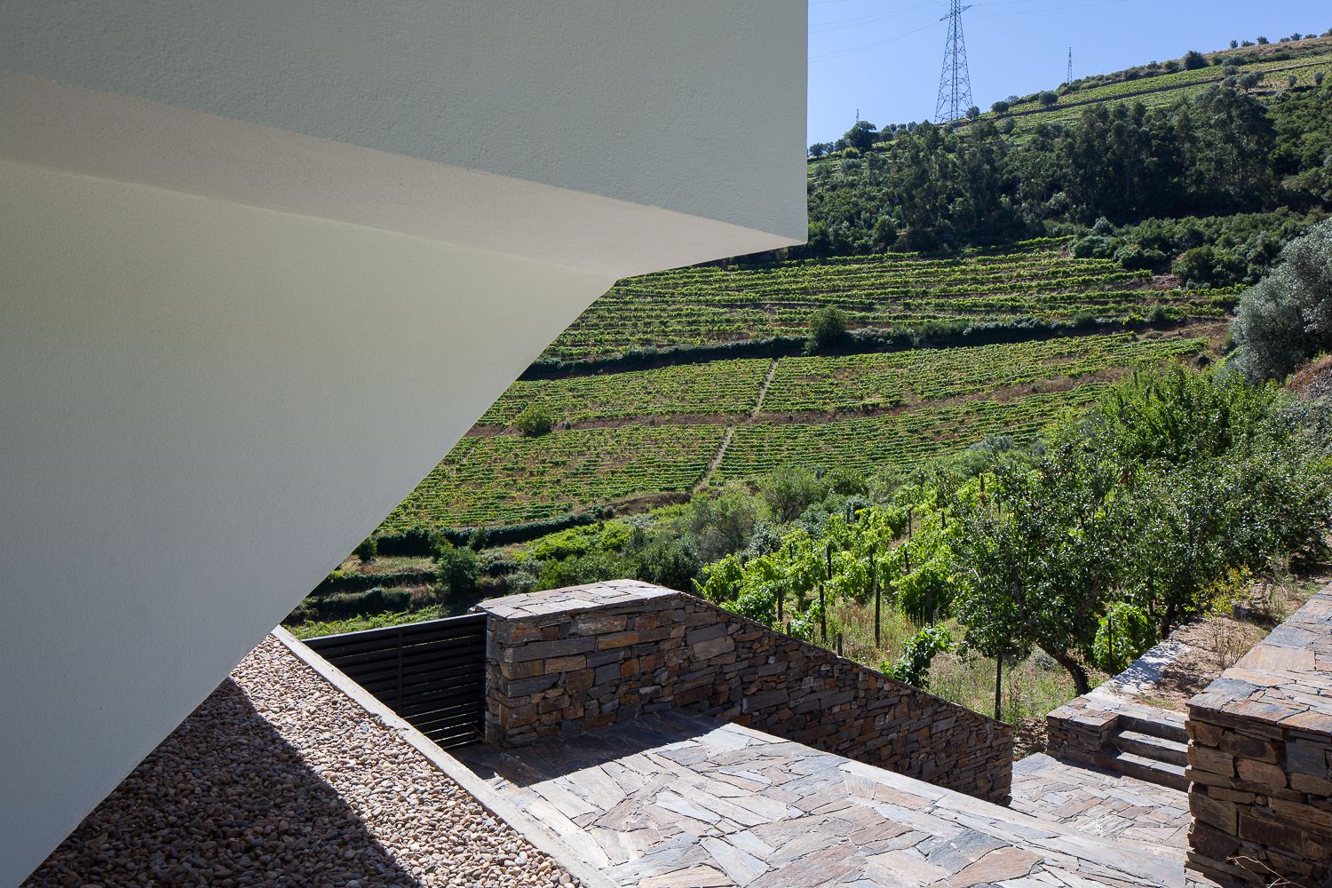 A vineyard with terraced rows of grapevines.