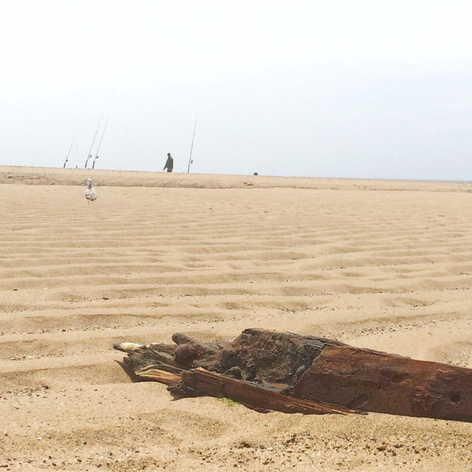 A sandy beach with a large piece of driftwood in the foreground.