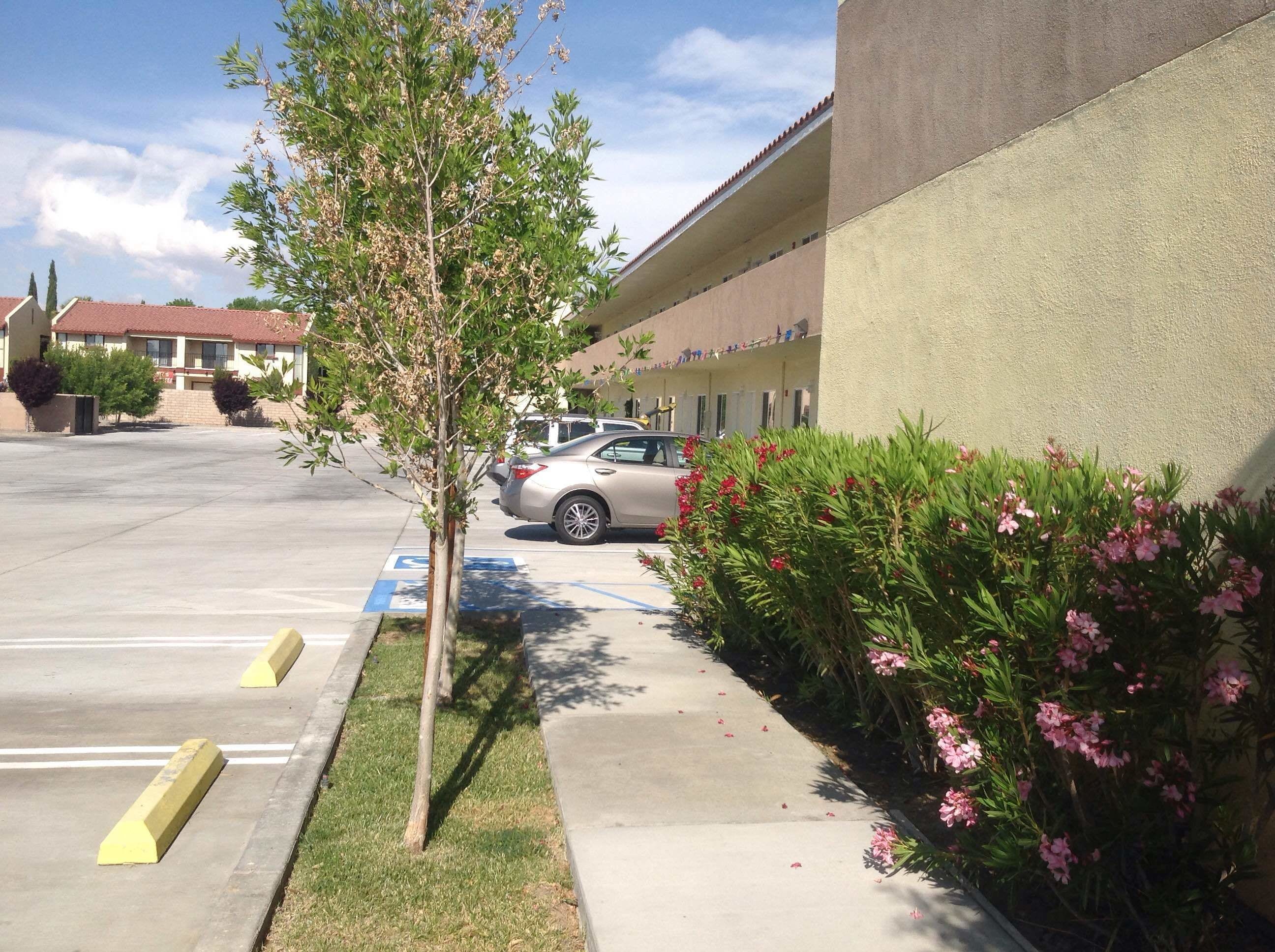 Un parking avec une seule voiture, un arbre et un bâtiment doté d’un toit plat.