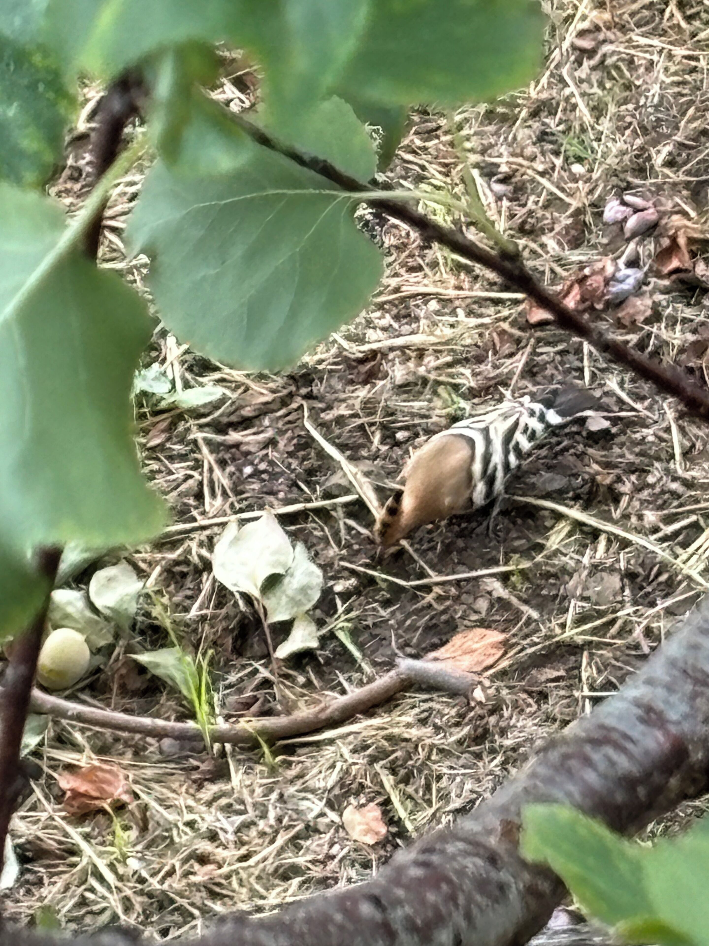 Un pájaro en el suelo, rodeado de hojas y ramitas.