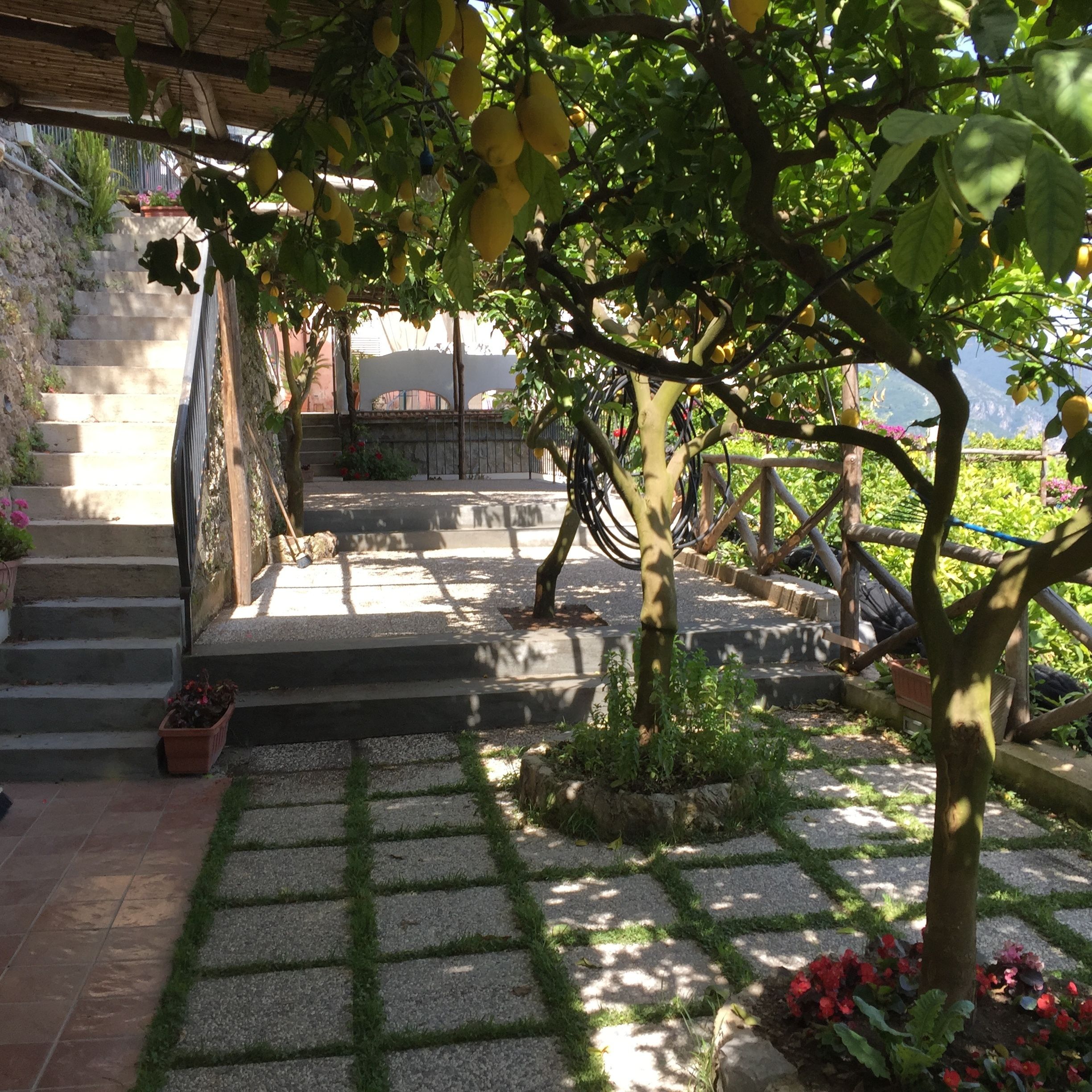 A garden with a stone pathway, a tree with yellow fruit, and a staircase leading to a building.