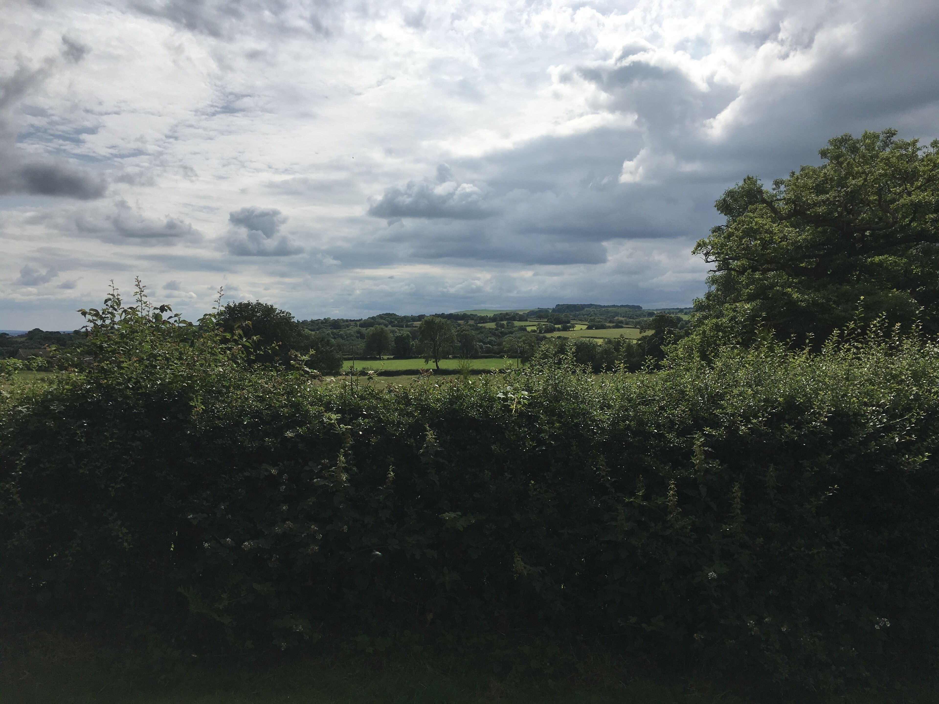 A rural landscape with a hedge in the foreground, a field in the middle ground, and a hill with trees in the background.