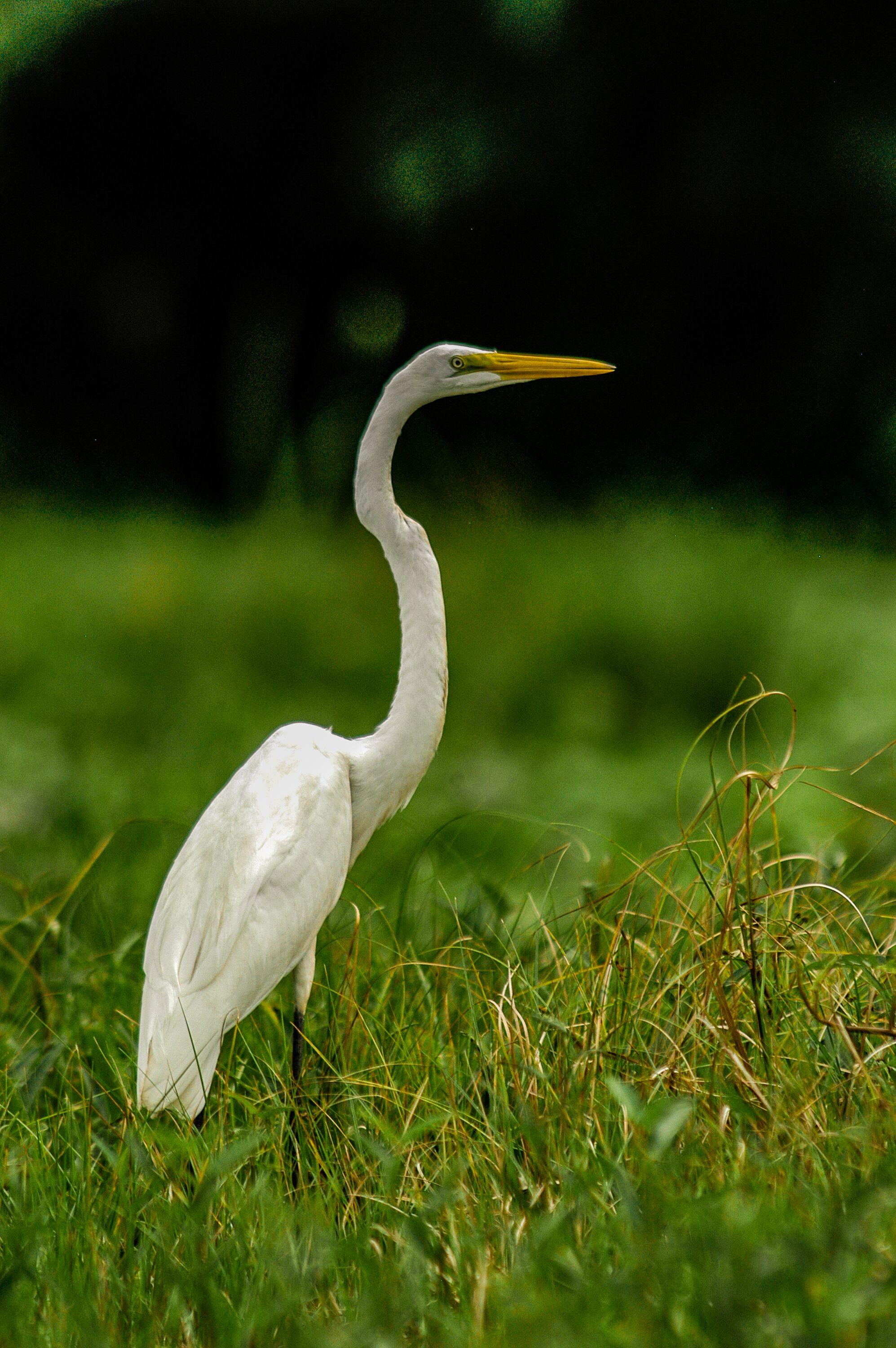 A white bird with a long neck standing in grass.
