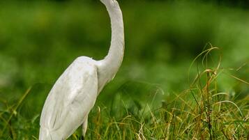 A white bird with a long neck standing in grass.