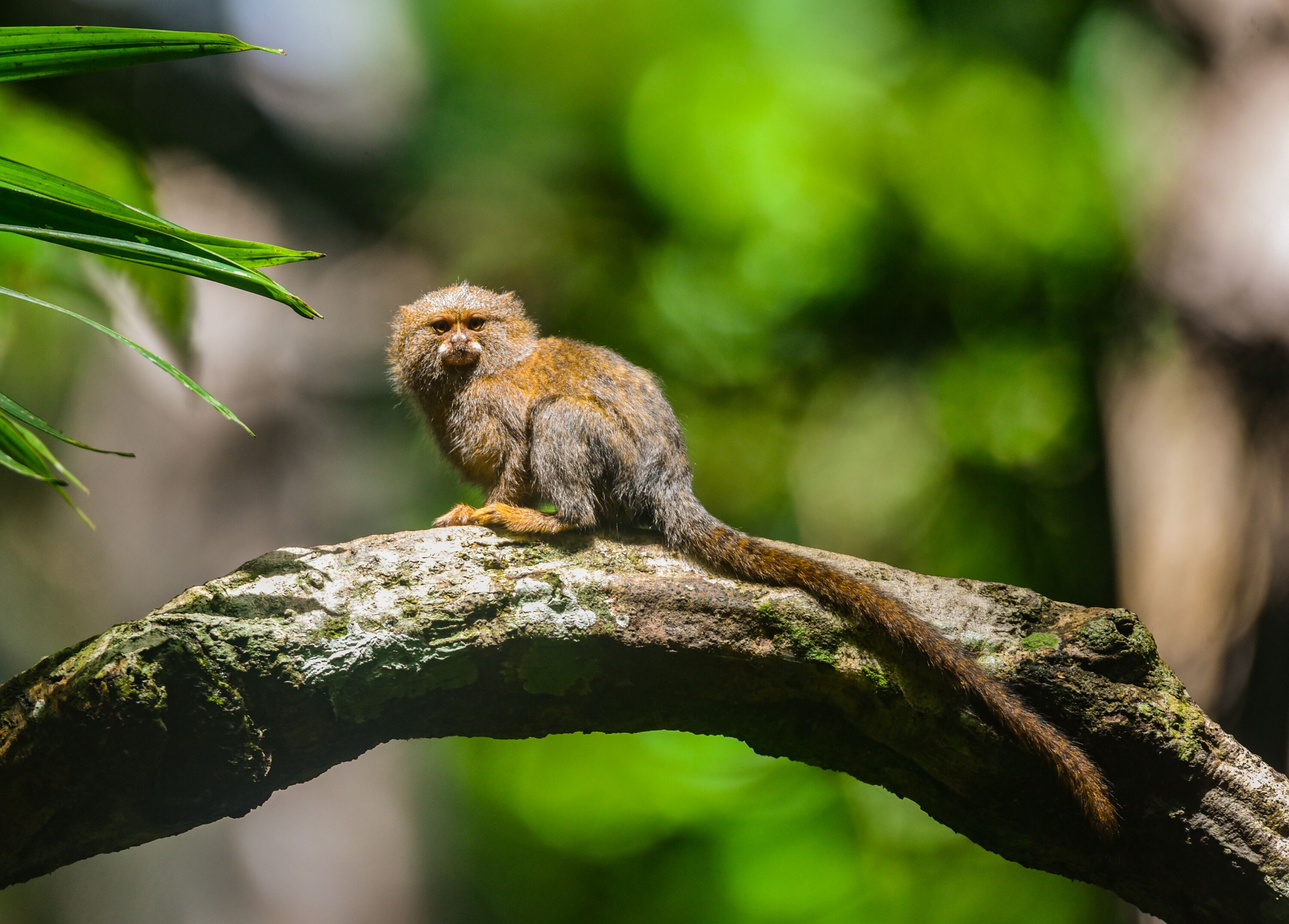 Ein kleiner Affe sitzt auf einem moosbewachsenen Ast in einem üppigen, grünen Wald.