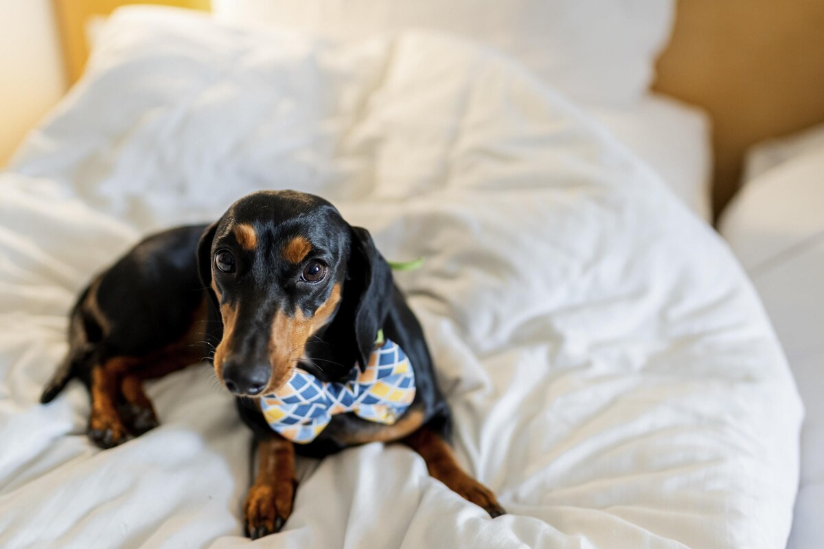 Un perro pequeño, de pelaje negro y marrón, recostado sobre una cama blanca con un cojín estampado.