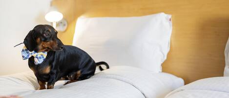 A dog sitting on a bed with white bedding and a wooden headboard.