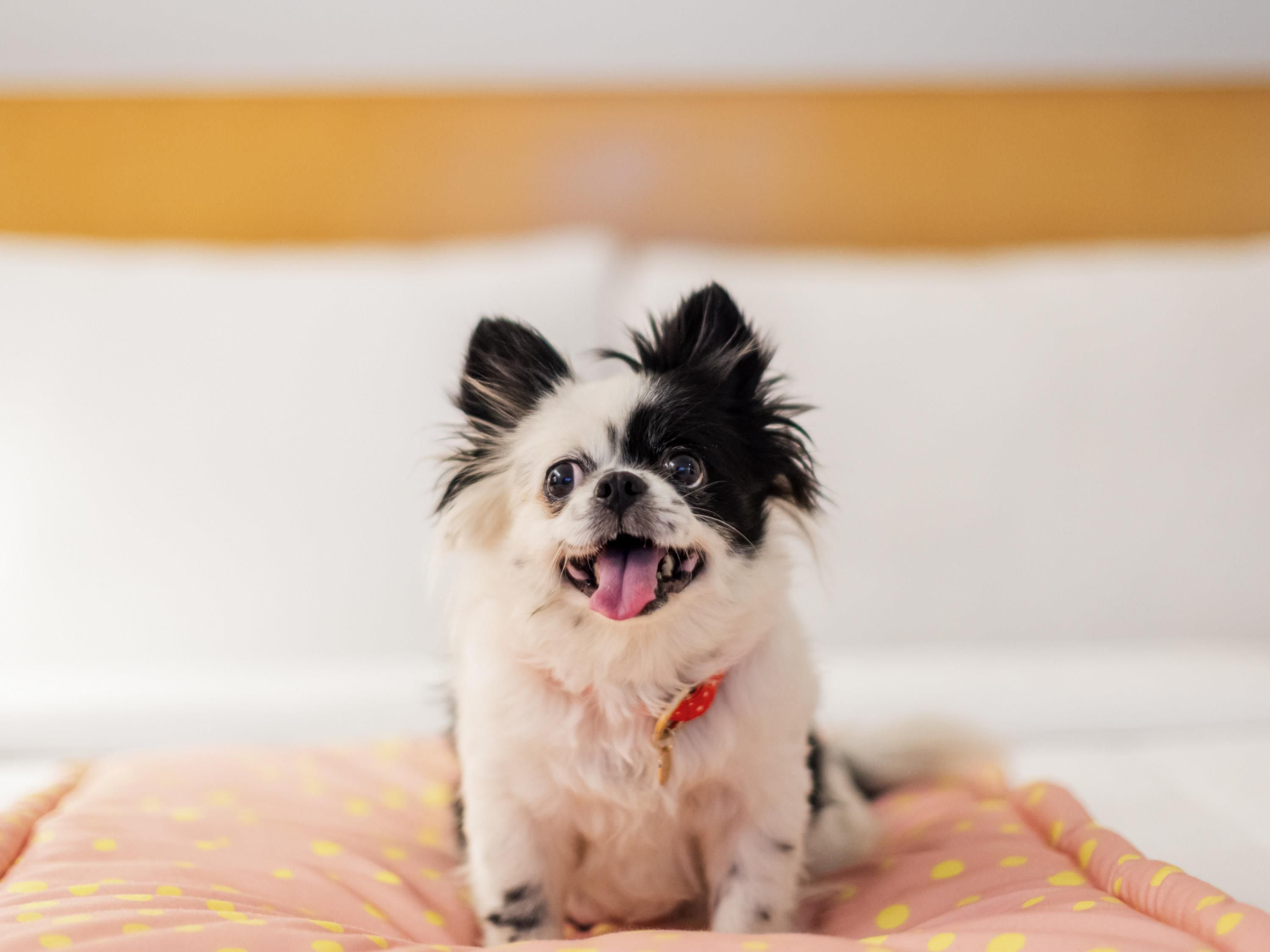 A small dog sitting on a bed with a polka dot blanket.