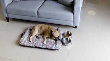 Ein modernes Hotelzimmer mit einem großen Bett, einem grauen Sofa, einem Hundebett mit Hund und zwei Nachttischen mit Lampen.