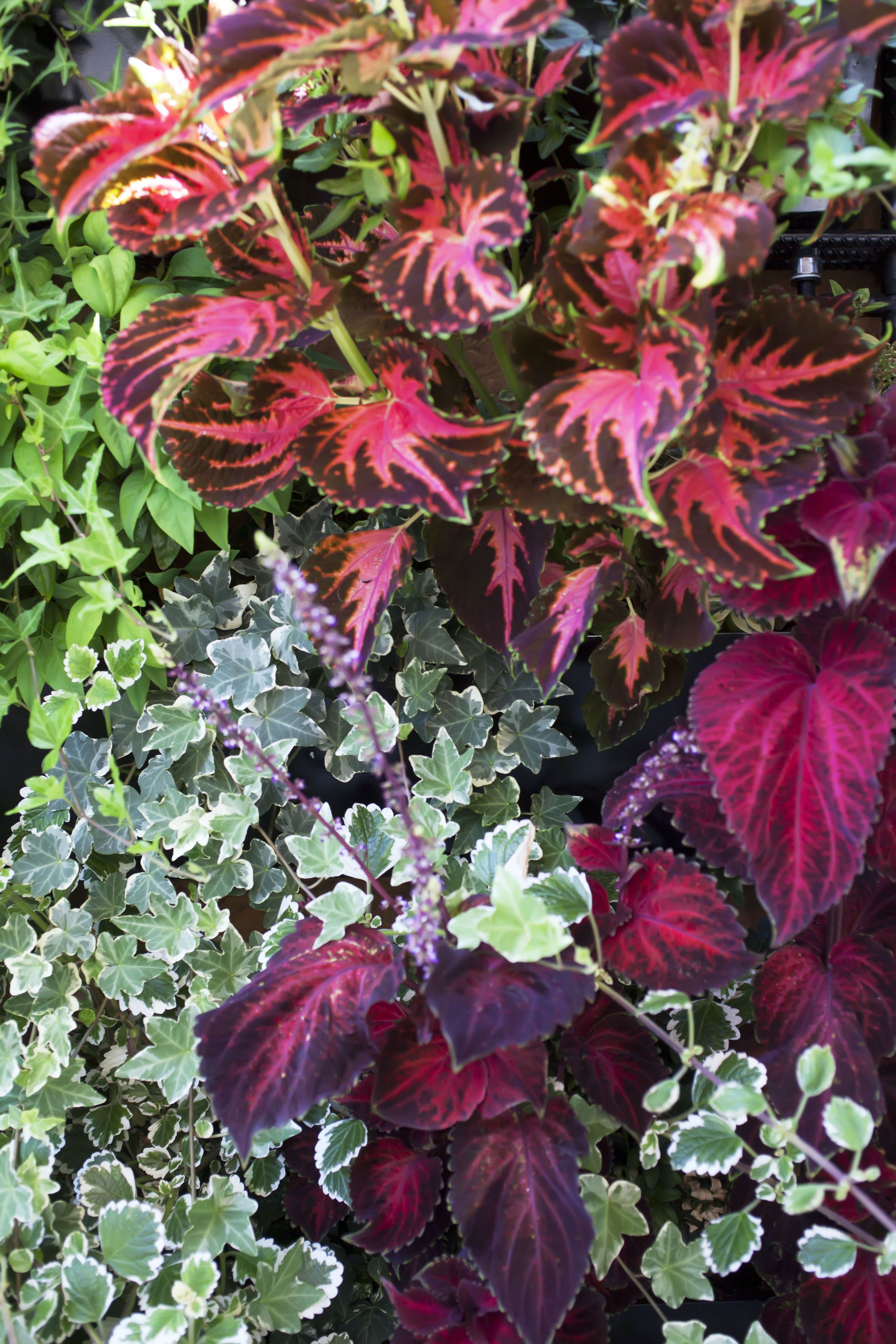 Photo - Hotel The Corner Roma