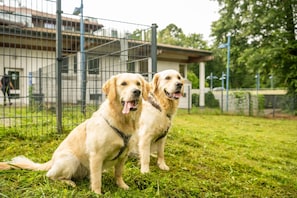 Pet-friendly amenities - Serways Hotel Bruchsal West (Forst)