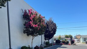 A parking lot with marked spaces, a white building, and flowering trees. - Western Motel (Salinas)