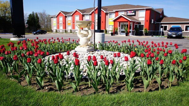 A hotel with a red and white facade, a parking lot, and a garden with red tulips and a white sculpture. - Dreamz Inn (Central Huron)