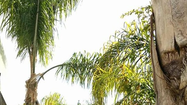 Uma trilha leva a um edifício cercado por vegetação exuberante, incluindo palmeiras e folhagem densa.