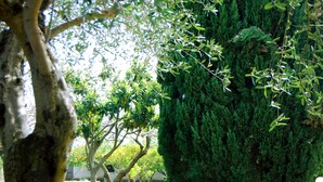 A park with various trees, including a large coniferous tree and a tree with a thick trunk. - Il Giardino dei Pini (Capaccio-Paestum)