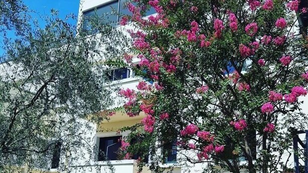A building with a white facade, a balcony, and a tree with pink flowers. There are outdoor tables and chairs. - Venice Palace Hotel (Mirano)