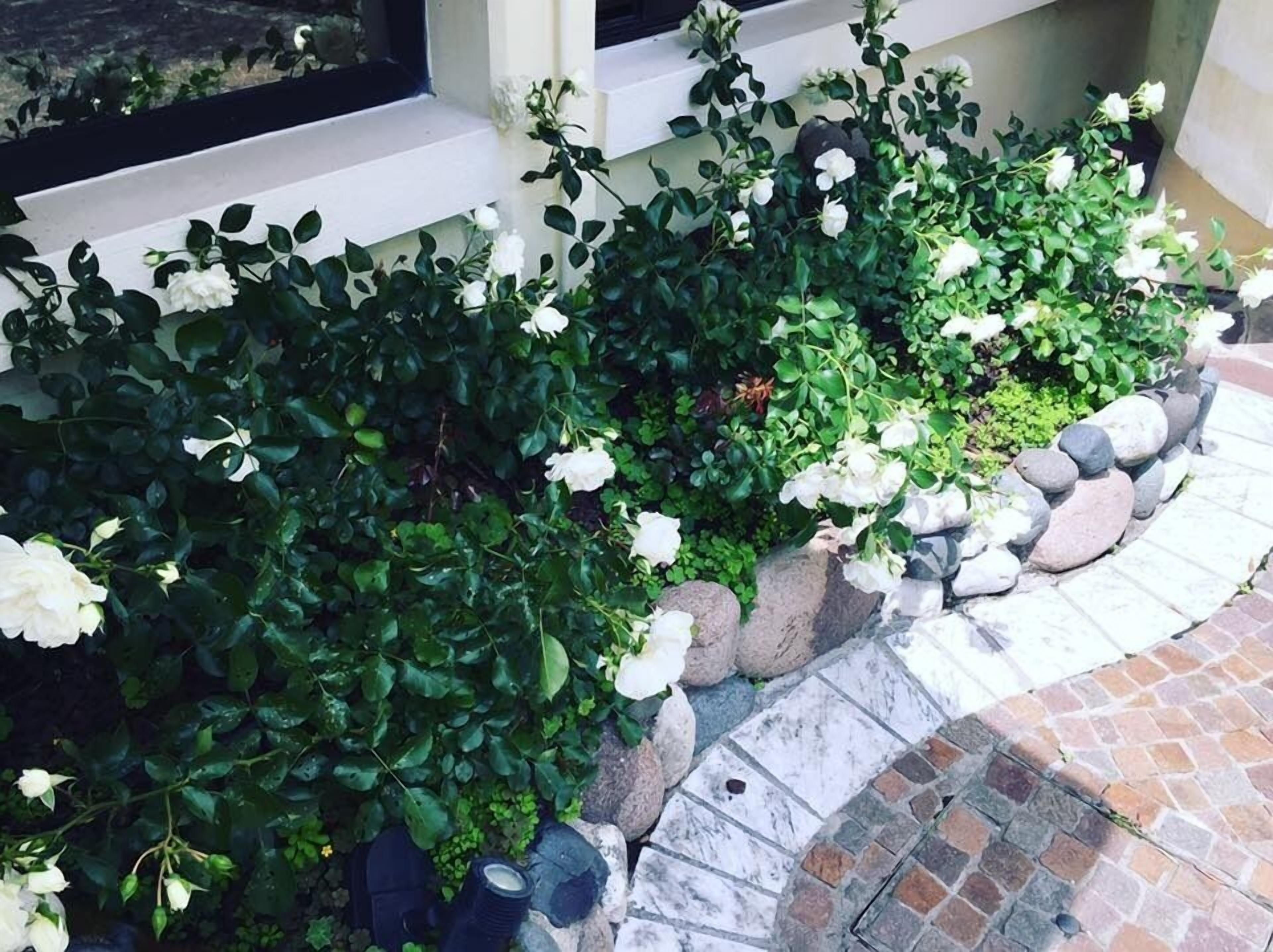 A garden with white flowers and green foliage, bordered by a stone pathway.