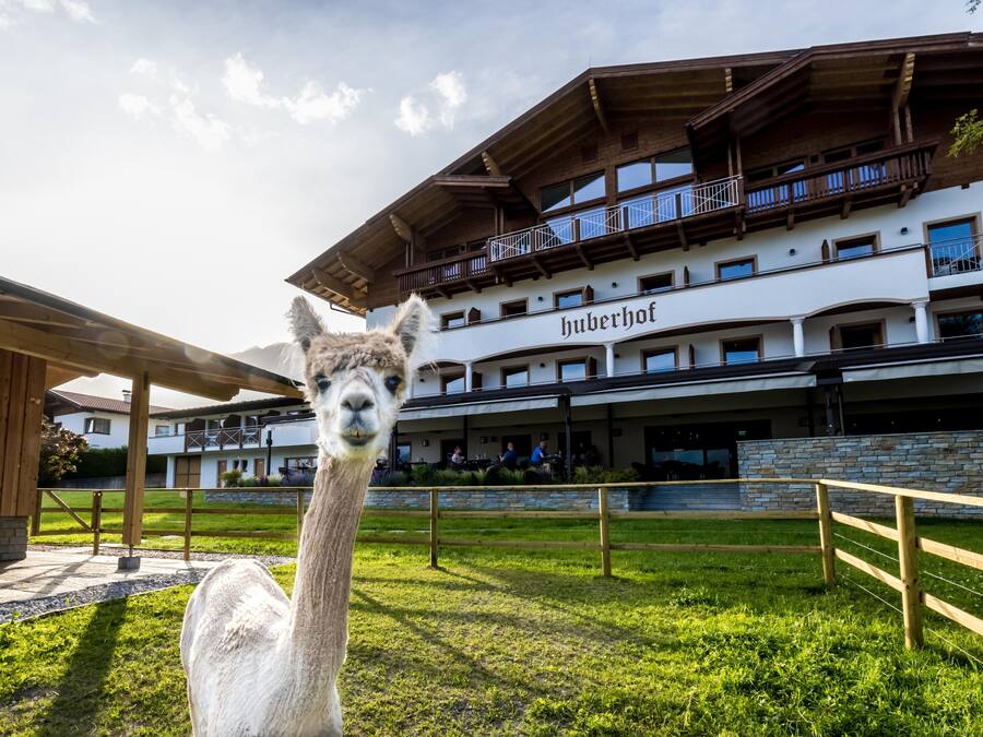 Un bâtiment sur lequel on peut lire l’inscription « Huberhof », avec un lama au premier plan.