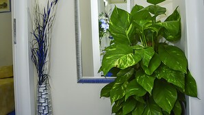 Un pasillo con pared blanca, un espejo, una planta en maceta y un jarrón decorativo.