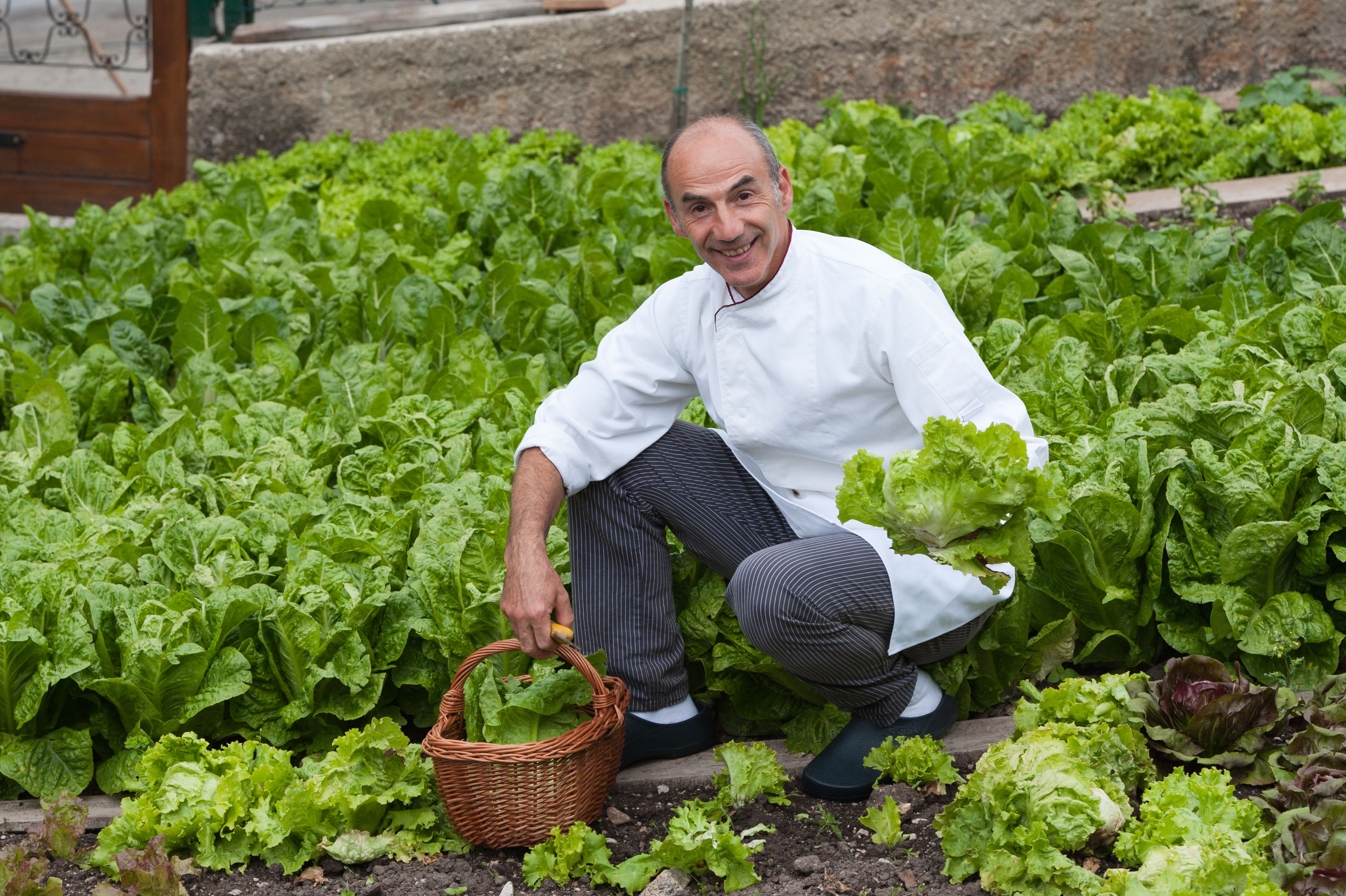 A person crouching in a garden with lush green lettuce plants.