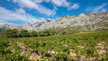 Viñedo con hileras de parras y montañas al fondo.
