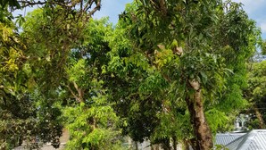 A view from a balcony with a metal railing, overlooking a garden area with various plants and trees, a paved path, and a building with a tiled roof in the background. - Sunny Resort (Phu Quoc)