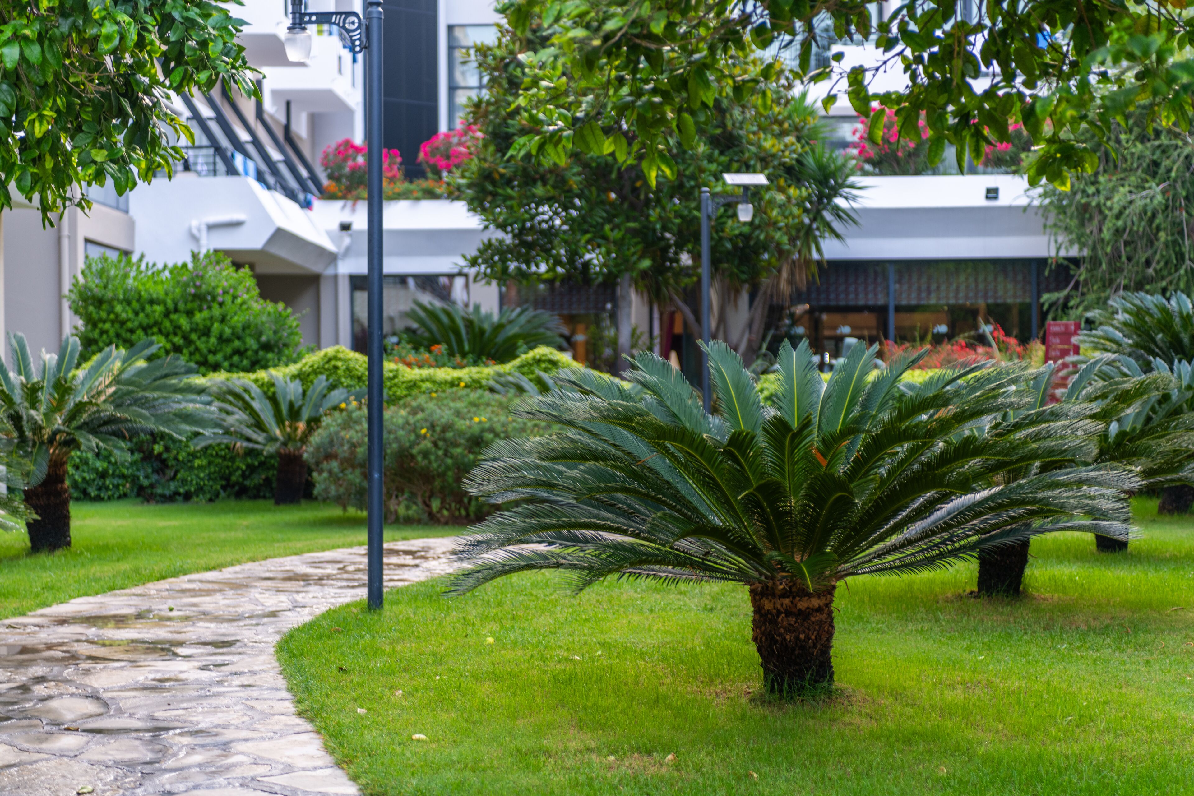 A pathway leading to a building with a modern design, surrounded by well-maintained greenery and palm trees.