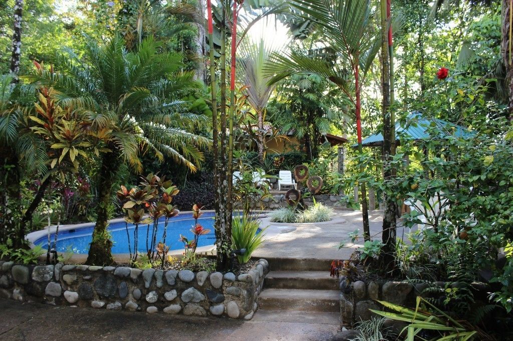 A lush garden with a swimming pool, stone steps, and various tropical plants.