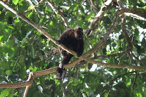 A monkey on a tree branch surrounded by dense foliage.