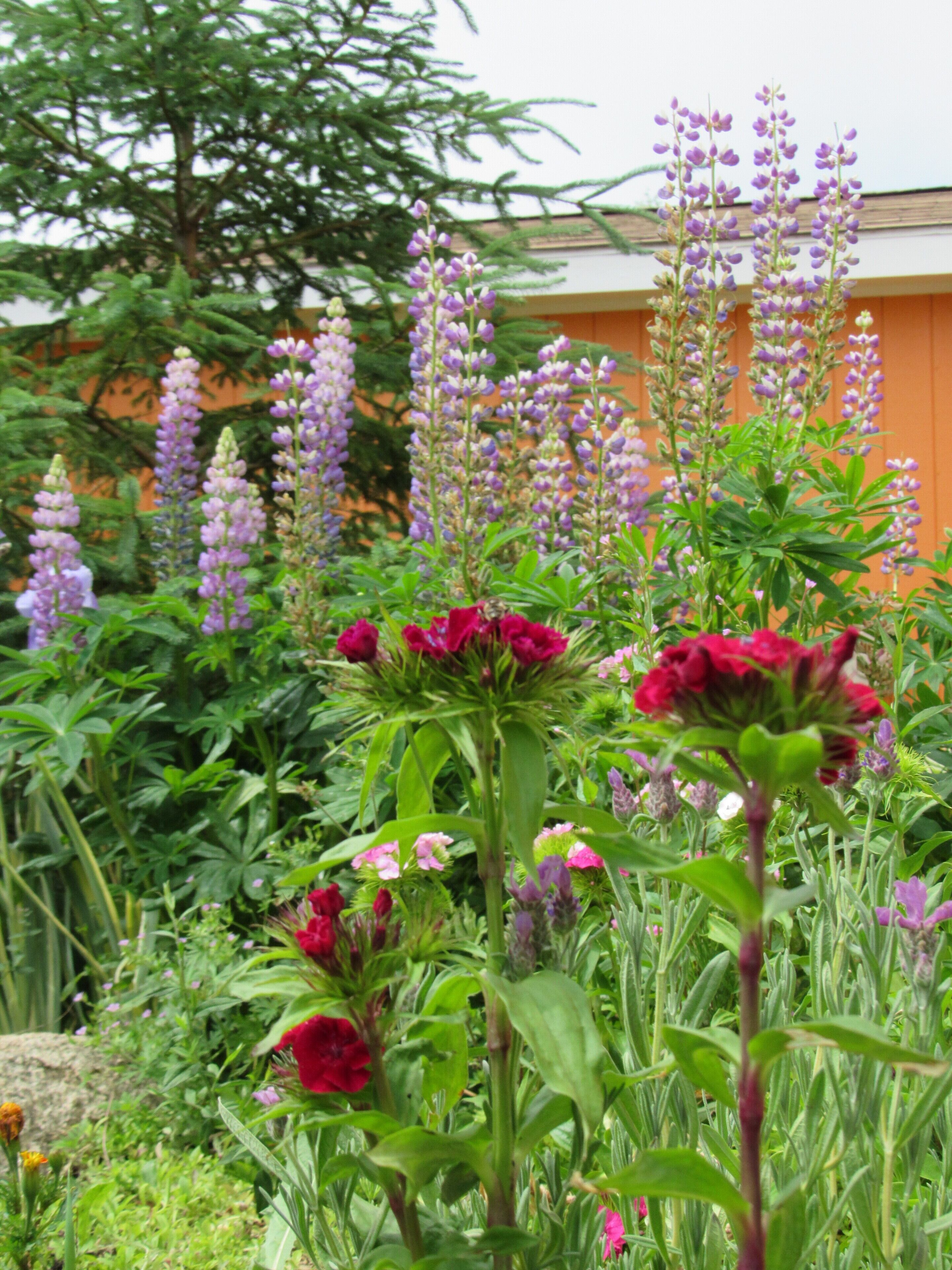 Un jardín con diversas flores y plantas, incluyendo flores rojas y moradas, y un edificio al fondo.