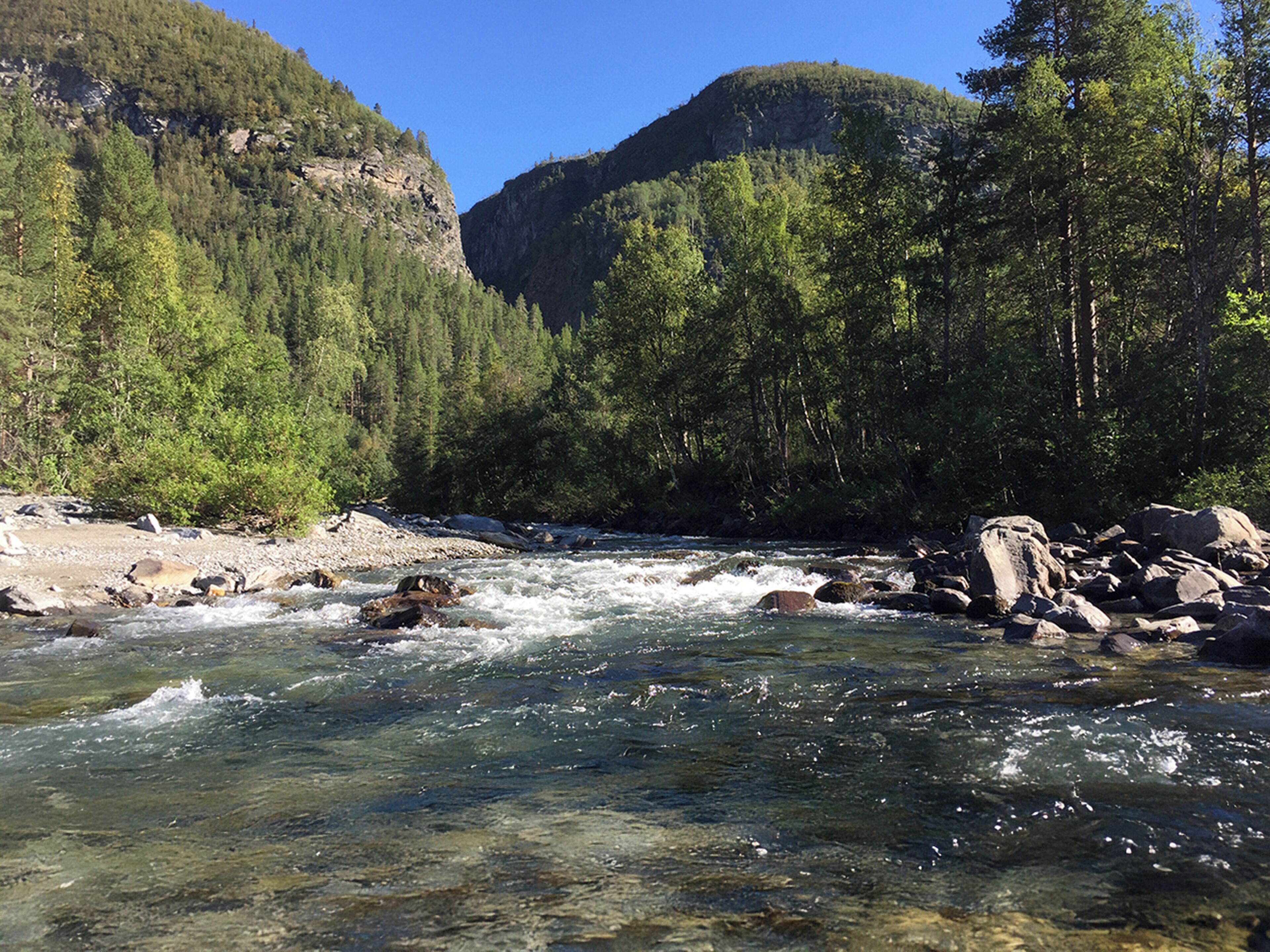 A river flowing through a forested valley with rocky terrain and a mountain in the background.