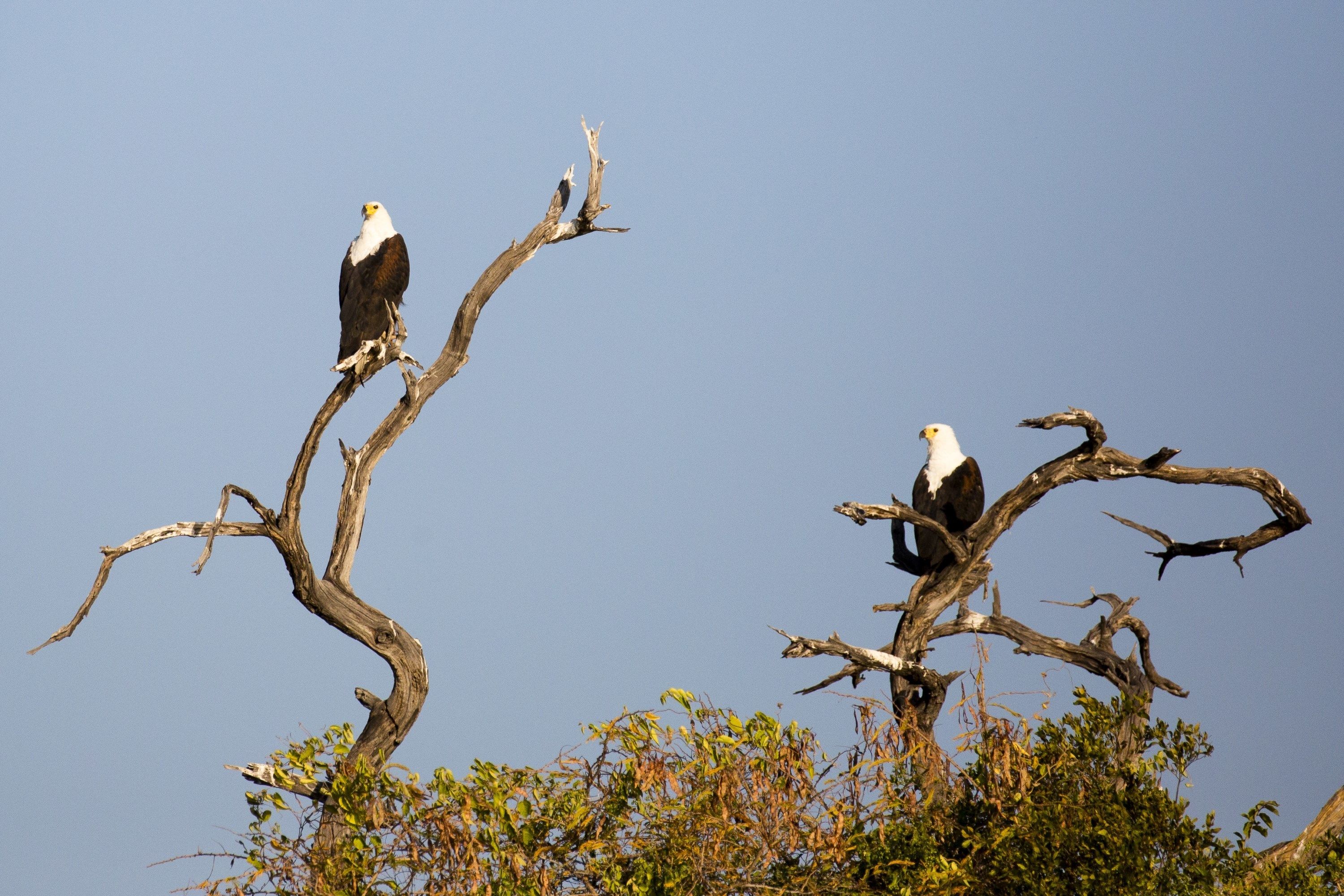 Two bald eagles perched on a dead tree branch against a clear sky.