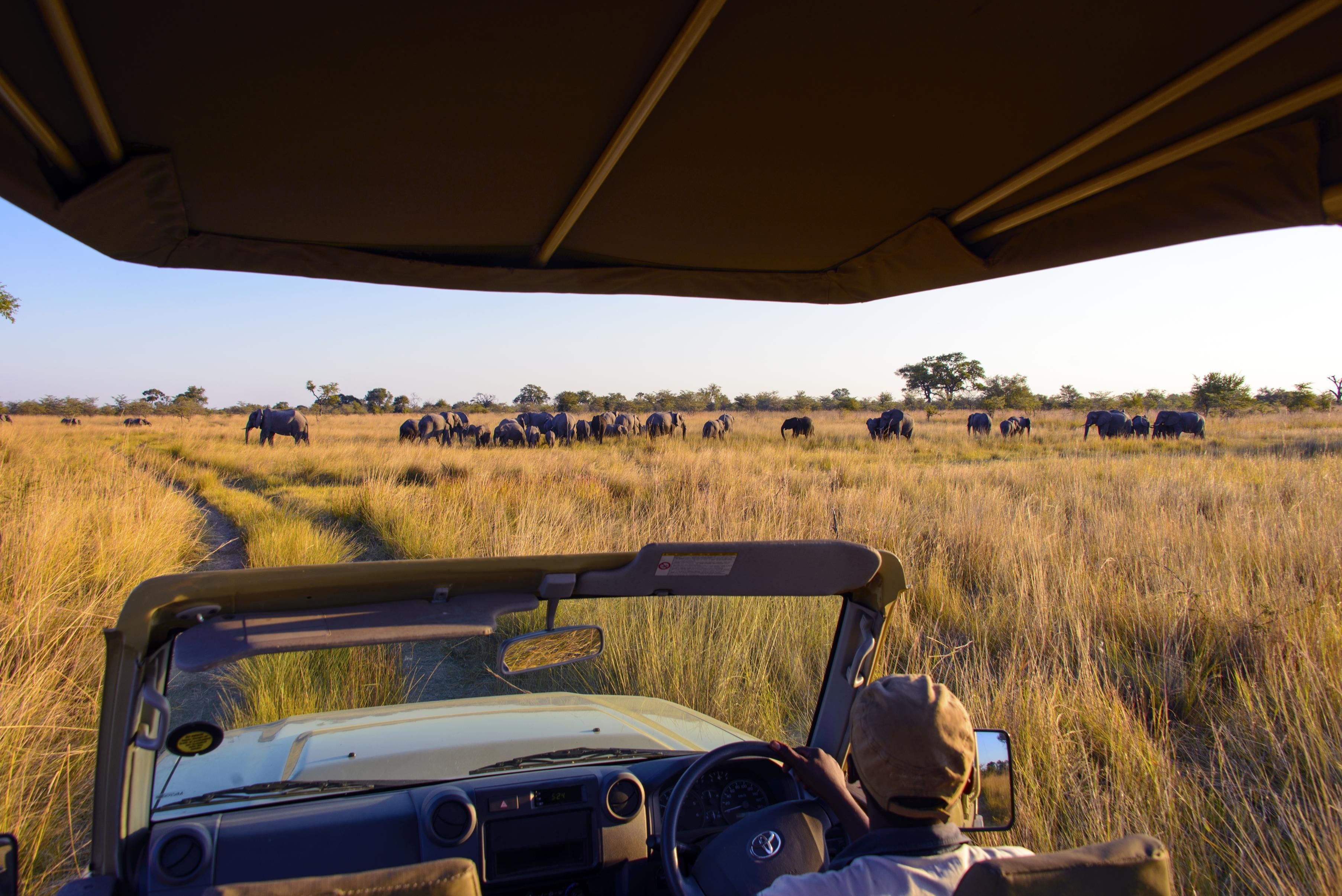 A safari vehicle with a driver and a passenger, surrounded by tall grass and a herd of elephants in the background.