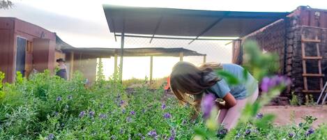Une personne se trouve dans un jardin où poussent des fleurs violettes, à proximité d’un bâtiment doté d’un toit en métal et d’un mur en pierre.