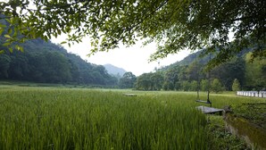A serene rice field with a wooden bench and a solar panel.