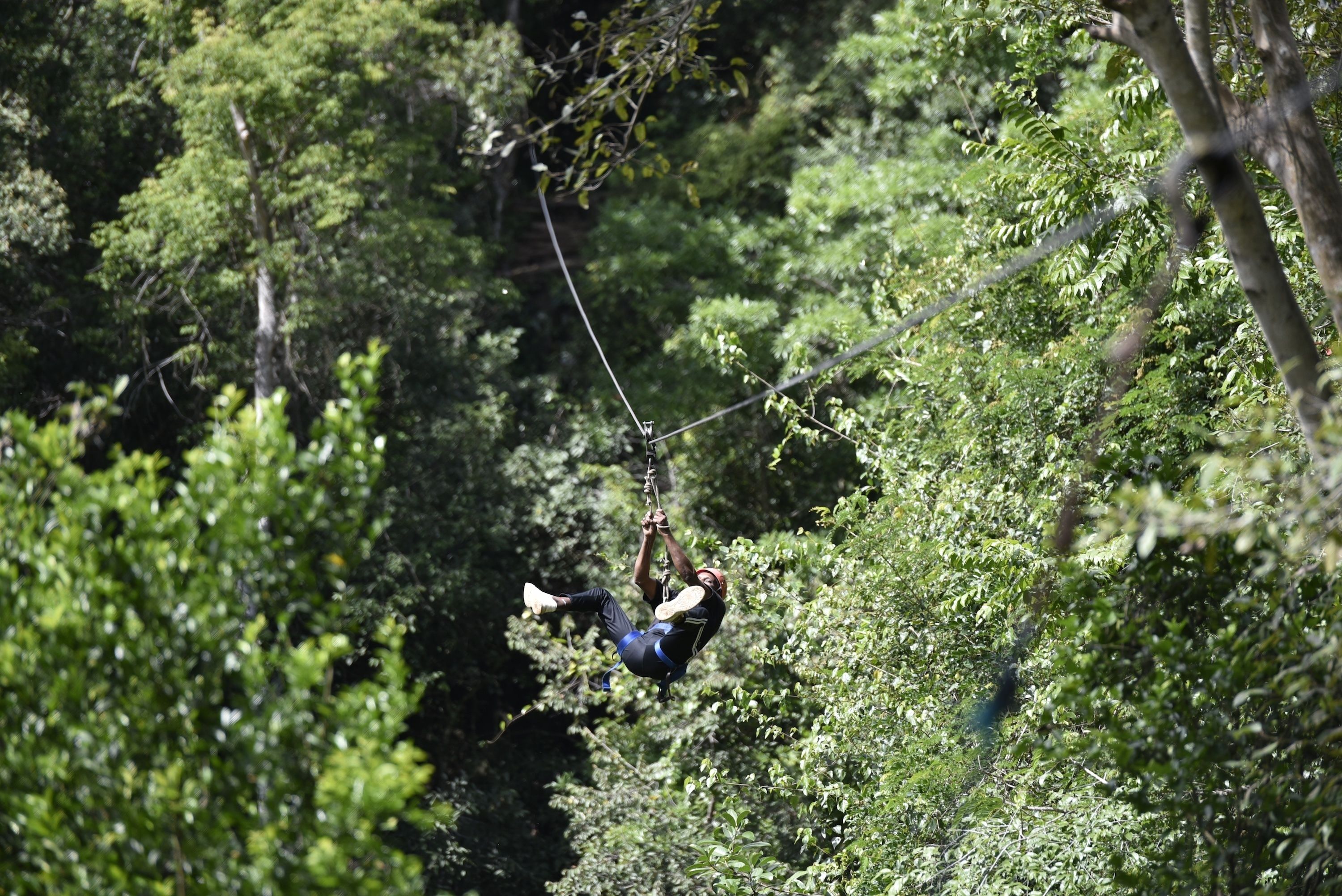 Una persona deslizándose en tirolesa a través de un bosque.
