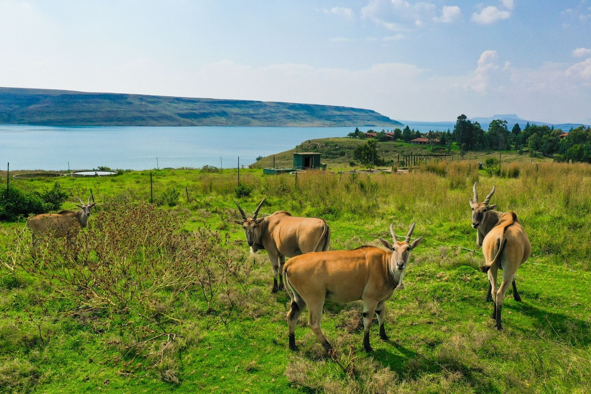 A grassy field with a few cows and a body of water in the background.