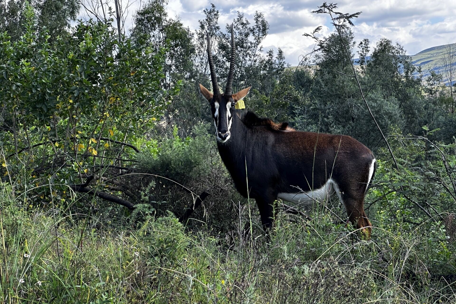 A wild animal in a natural setting with dense vegetation and trees.