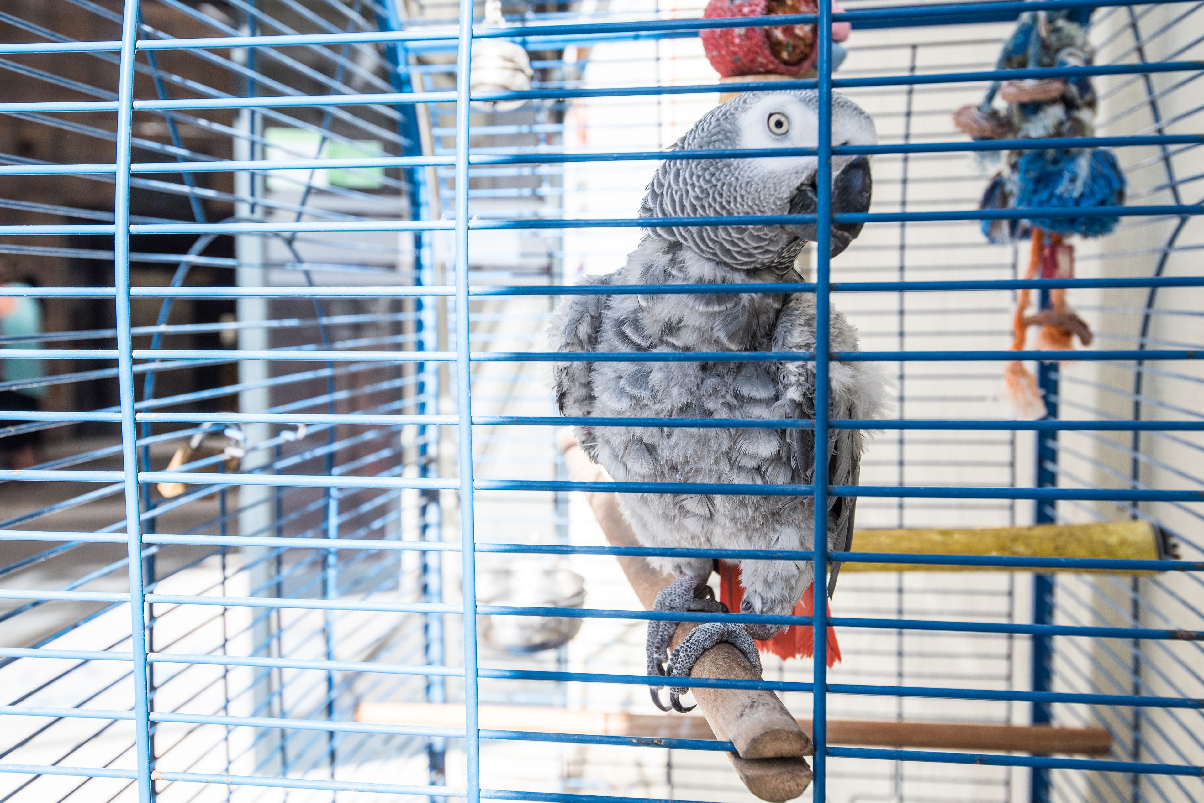 A birdcage with a parrot perched on a wooden stick.